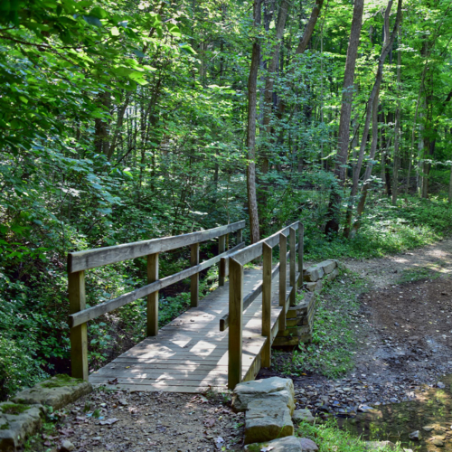 A wooden bridge crosses a stream, connecting a dirt trail.