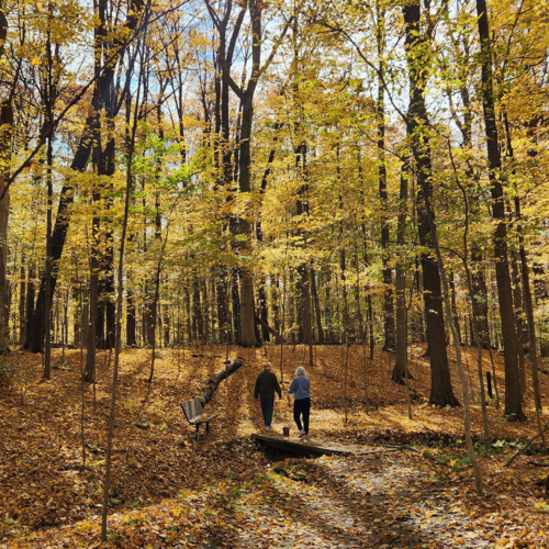 A man and women walk across a wooden footbridge, surrounded by trees with orange and yellow leaves, some of which have fallen to cover the forest floor.