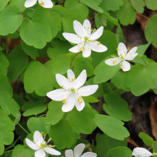 Several small flowers with seven white petals each are surrounded by their own leaves.