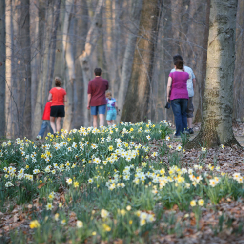 White and yellow daffodils cover the forest floor in the foreground as several people walk along a trail in the distance.