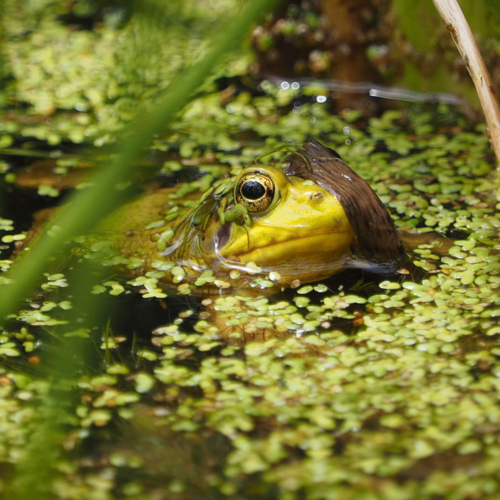 A green and yellow frog is peaking its head out of the water covered in duckweed.