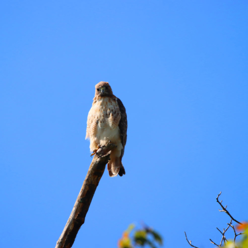 A hawk sits perched on the end of a dead tree branch, surrounded blue sky.