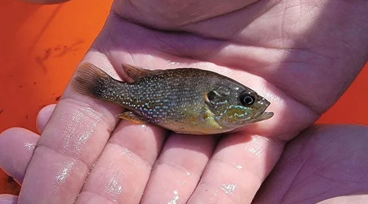 Green sunfish being held in a hand during stream surveys