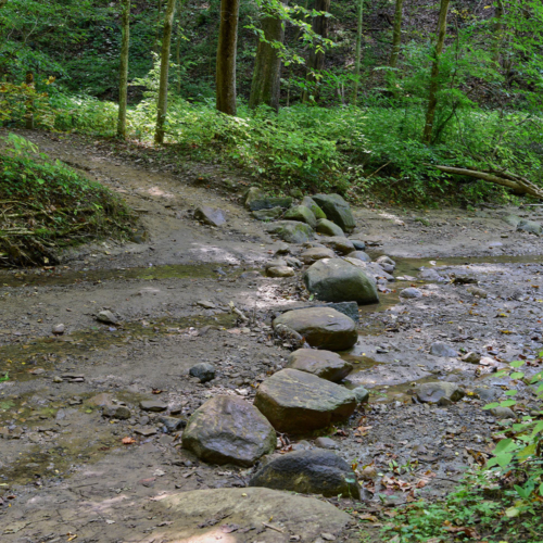 Large stepping rocks connect a forested trail across a small stream.