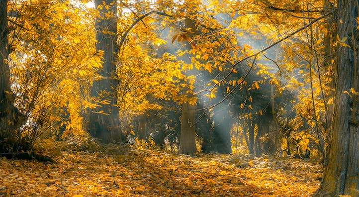 Sun streaming through a fall forest