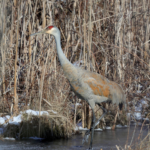 A tall gray and black bird with a red head walks through shallow water.