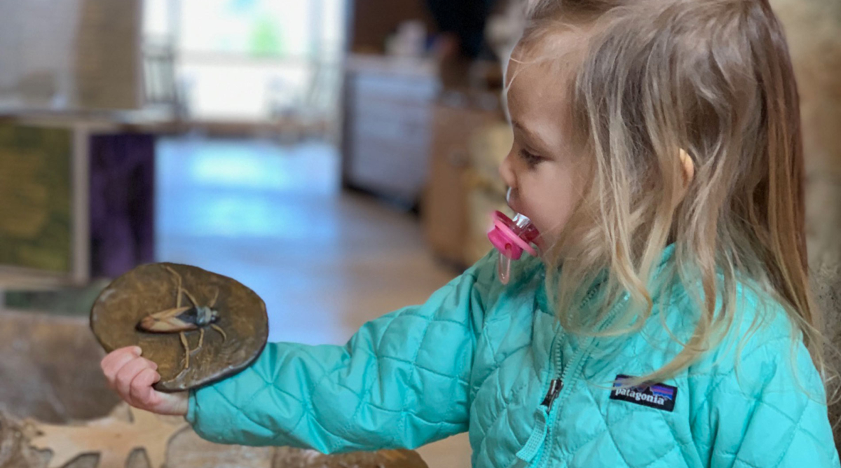 A little girl looks at a play fossil in her hand.