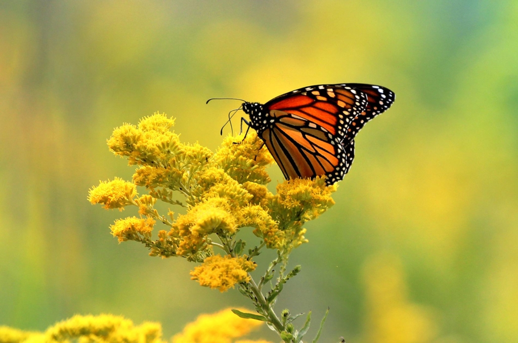 A monarch butterfly on yellow goldenrod flowers.