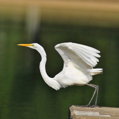 A large white bird with wings stretched, preparing to take flight off of a wooden boardwalk.