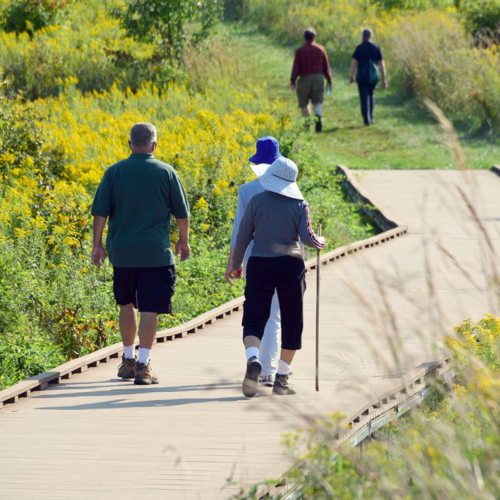 Three people walk along a trail boardwalk surrounded by yellow prairie flowers.