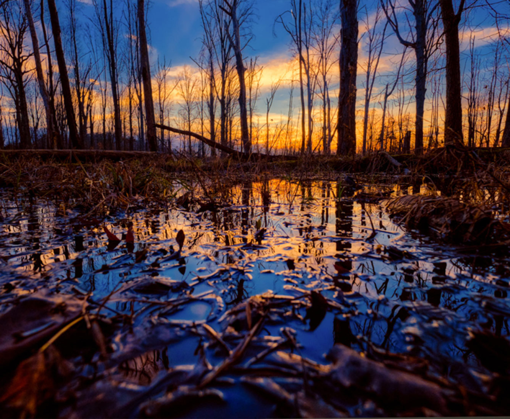 Water pooling on a forest floor, reflecting the yellow and blue sky above.