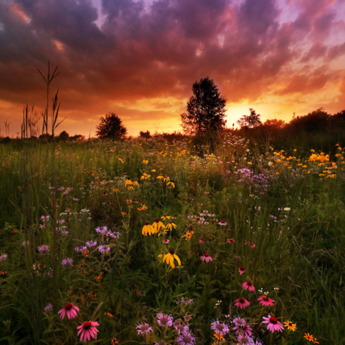 Yellow and purple flowers below a yellow and purple sky.