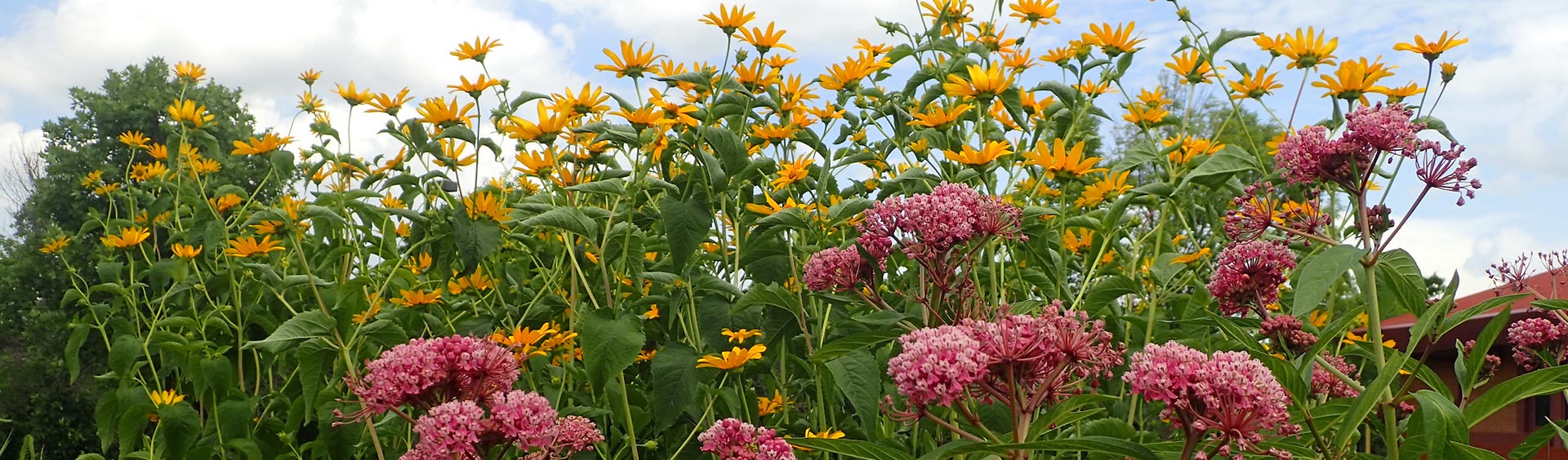 Flowers in a field