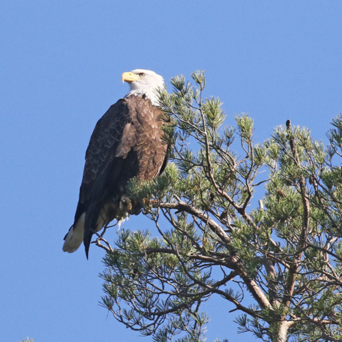 A bald eagle perched in a pine tree.