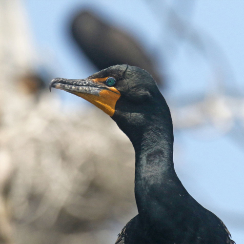 A close-up of a black bird with orange beak.