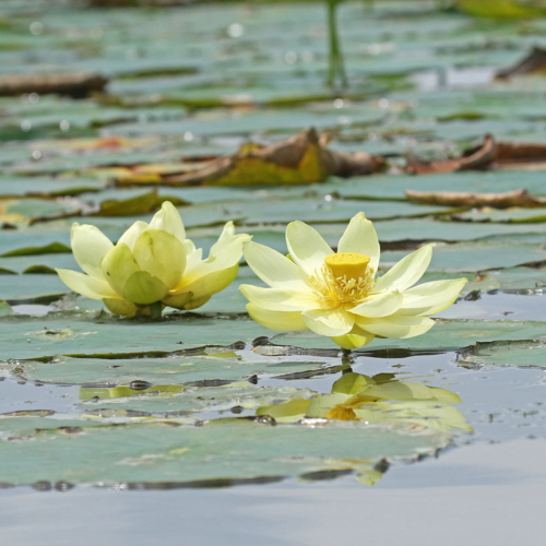 Tow white flowers with yellow centers sit on top of water.