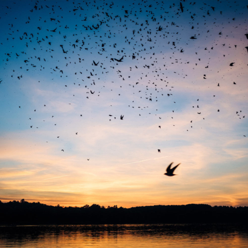 The silhouettes of many birds dot an orange and blue sky.