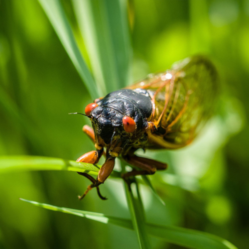 A cicada sitting atop a thin plant leaf.