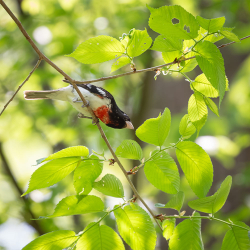 A black, white and red bird perched among the leaves of a tree.