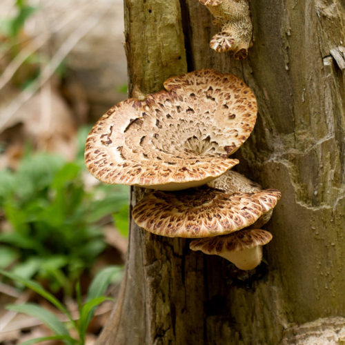 A cluster of flat, brown mushrooms grows from the trunk of a tree.