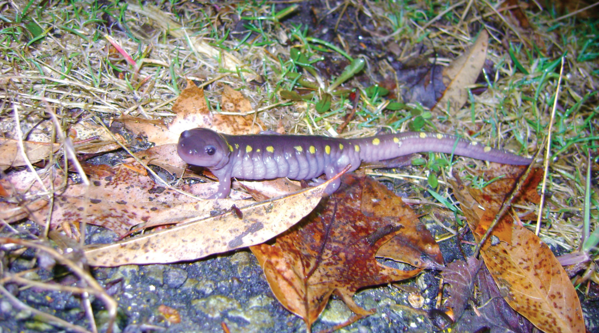 Spotted salamander by Leslie Smith