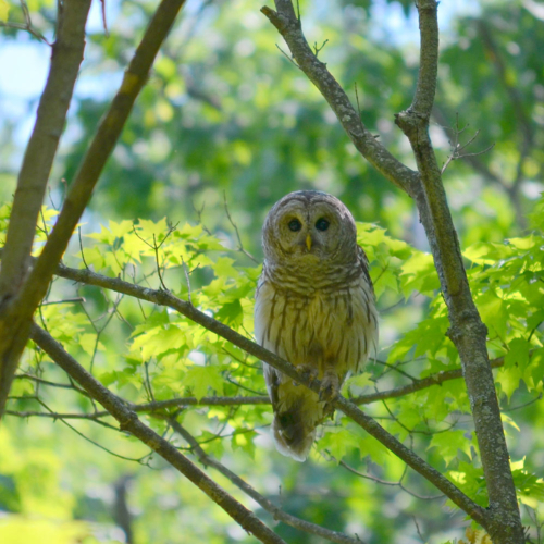 An owl perched in a tree.