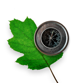 Leaf with a compass overtop