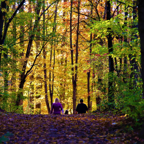 Several people are walking into the distance along a forested trail.