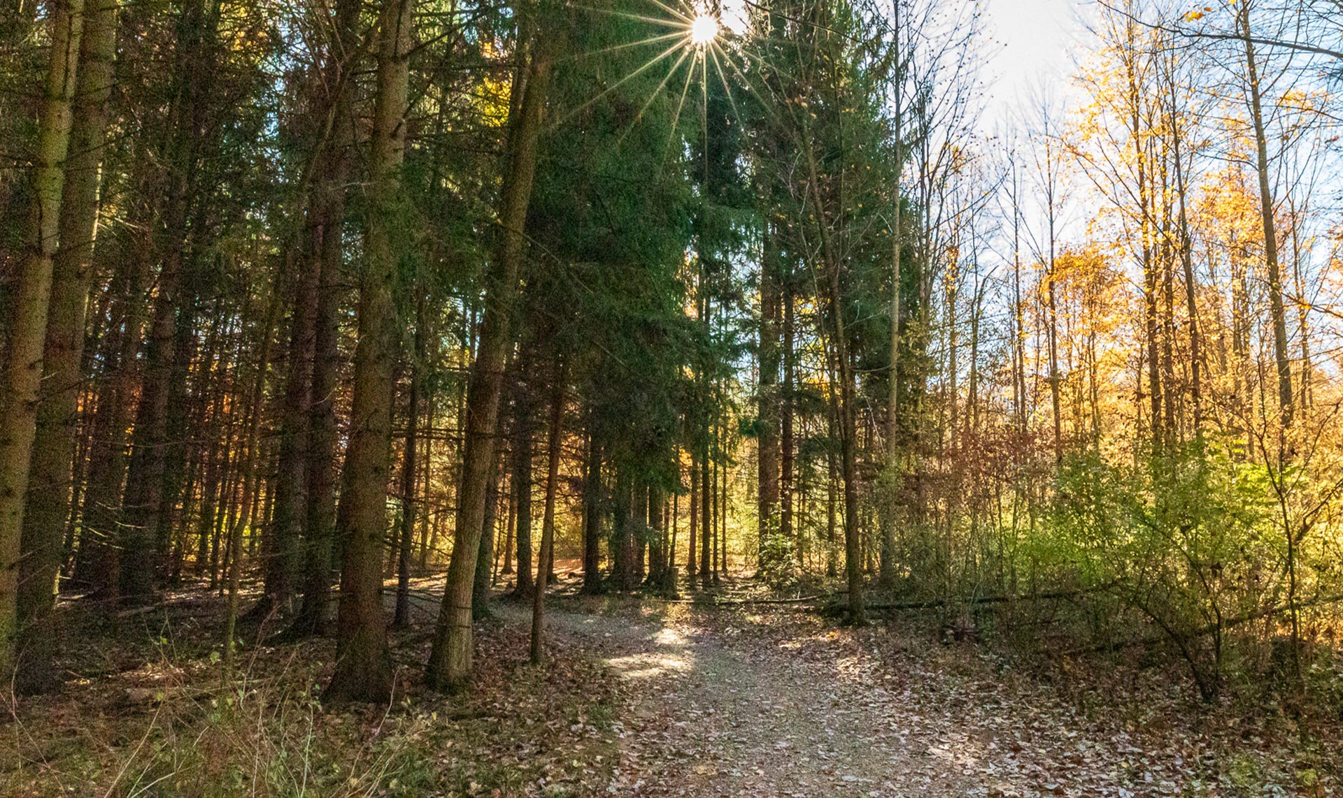 A gravel and dirt trails leads through pine trees and brush.