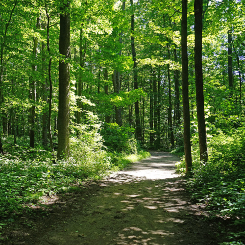 A tree-lined dirt trail.