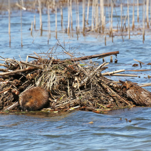 Two muskrats hang around a pile of sticks in the middle of water.