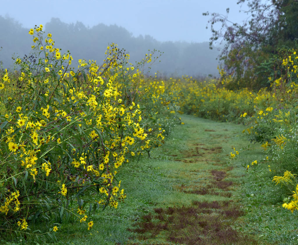 A grass path leads through fields of tall yellow flowers.