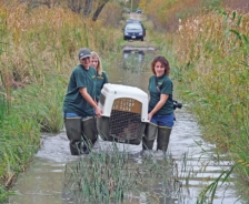 Park district volunteers and staff release a coyote as part of a study, 2011