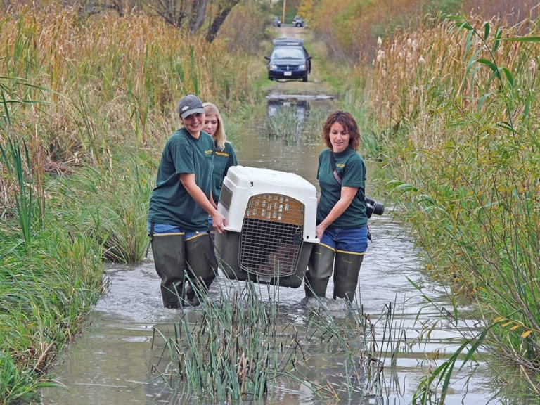 Park district volunteers and staff release a coyote as part of a study, 2011