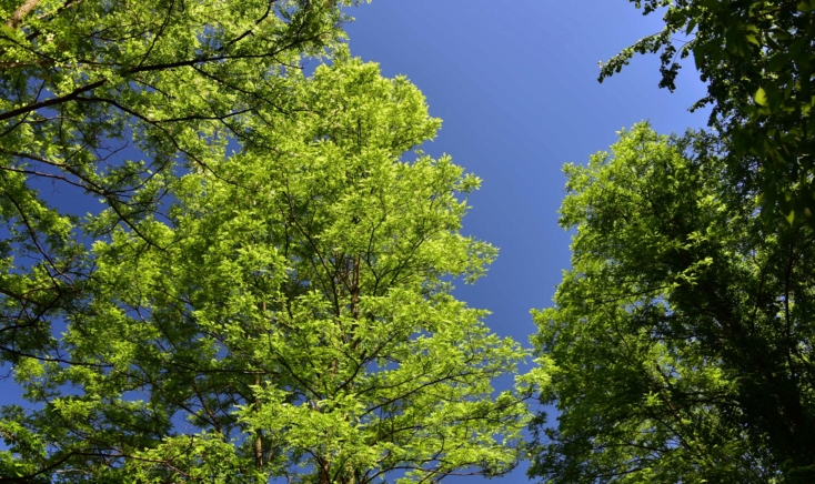 Lush green trees against a blue sky