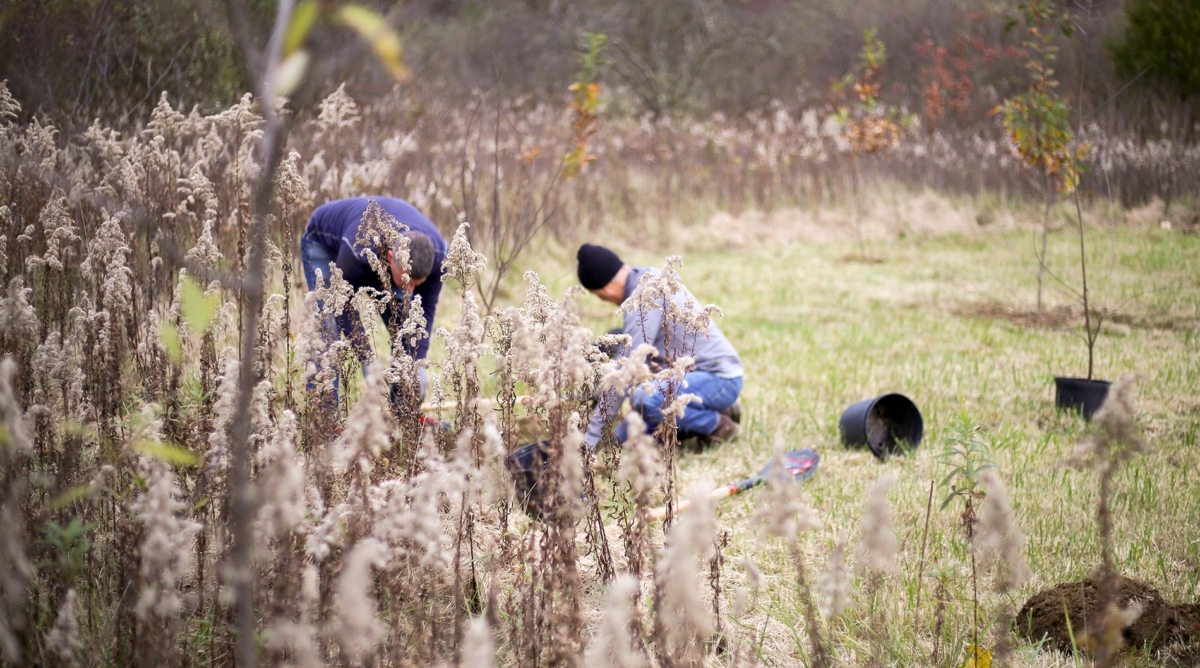 Volunteers planting trees