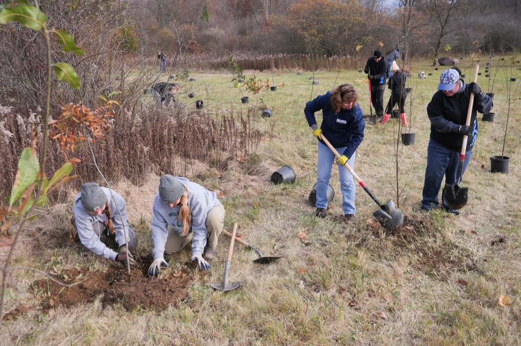 Two pairs of volunteers plant trees in a grass field.