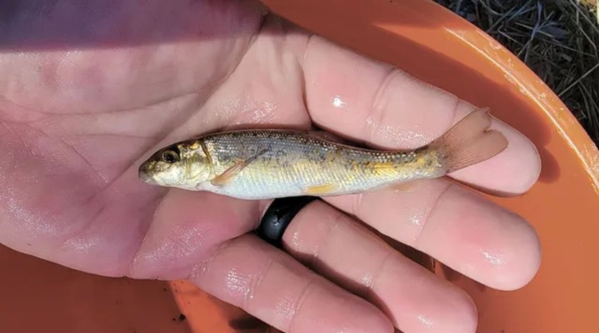 White sucker being held in a hand during stream surveys