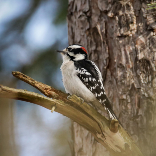 A small white and black bird with a red stripe on its head sits on a tree branch.