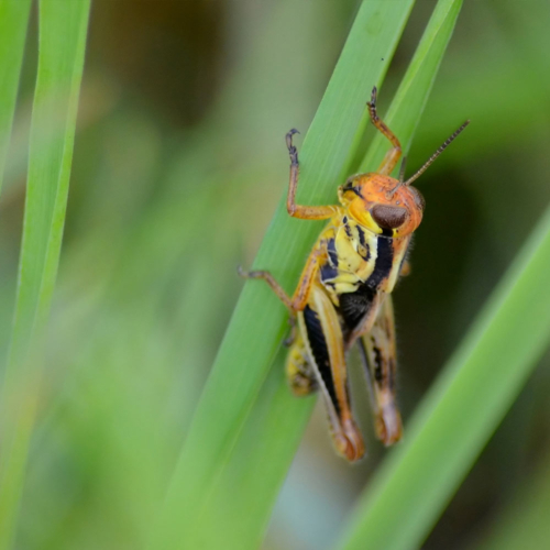 A grasshopper hangs onto a blade of grass.