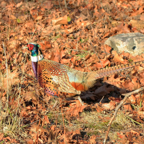 A brown bird with green and red head walks through fallen leaves.