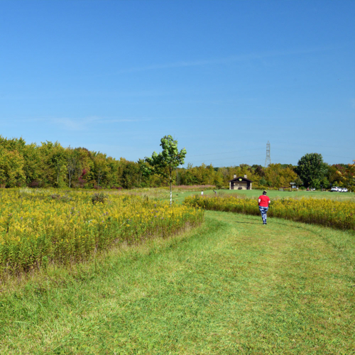 A visitors walks through a wide grassy trail in a prairie.