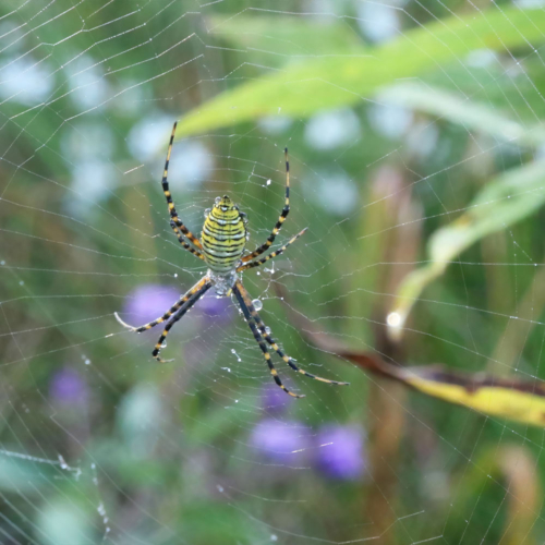 A yellow and black sider hangs in its web.